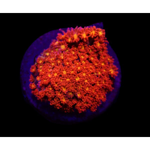 Goniopora spp. (Mickey Mouse) (frag)