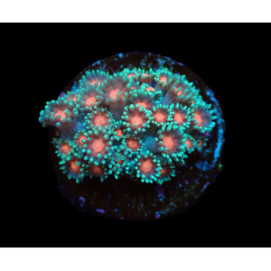 Goniopora spp. (Orange Center) (frag)