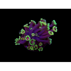 Goniopora spp. (Tequila Sunrise) (Grade B) (frag)
