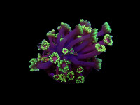 Goniopora spp. (Tequila Sunrise) (Grade B) (frag)