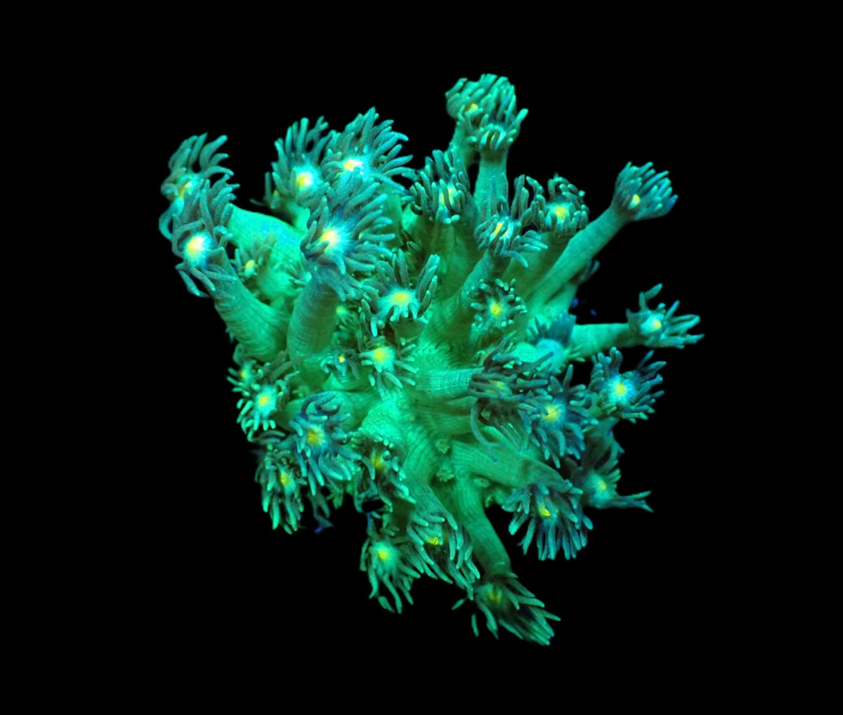 Goniopora spp. (Green-Yellow Center) (frag)