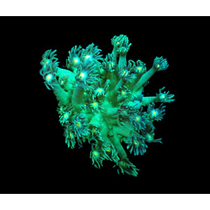 Goniopora spp. (Green-Yellow Center) (frag)
