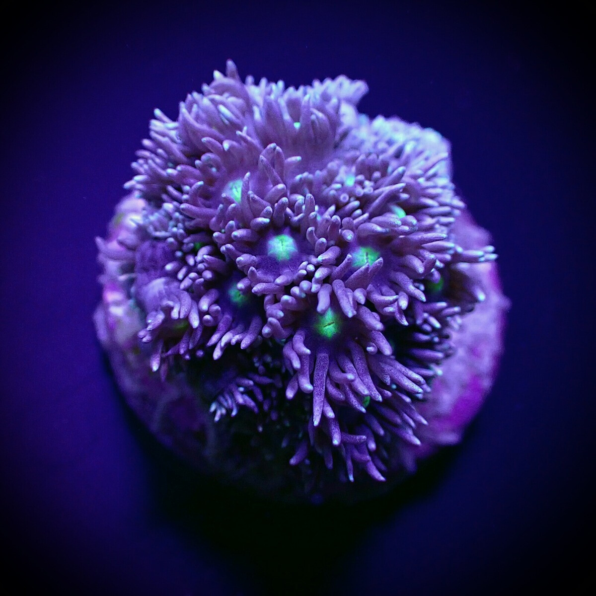 Goniopora spp. (Green-Blue Center) (frag)