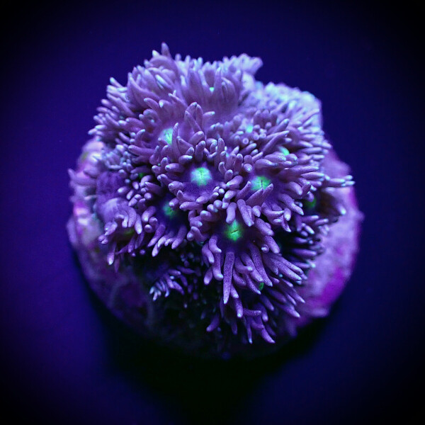 Goniopora spp. (Green-Blue Center) (frag)