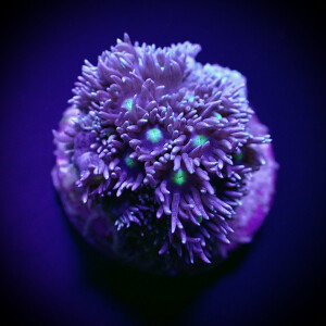 Goniopora spp. (Green-Blue Center) (frag)