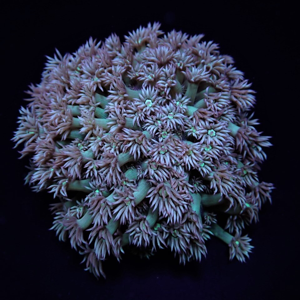 Goniopora spp. (Green) (frag)