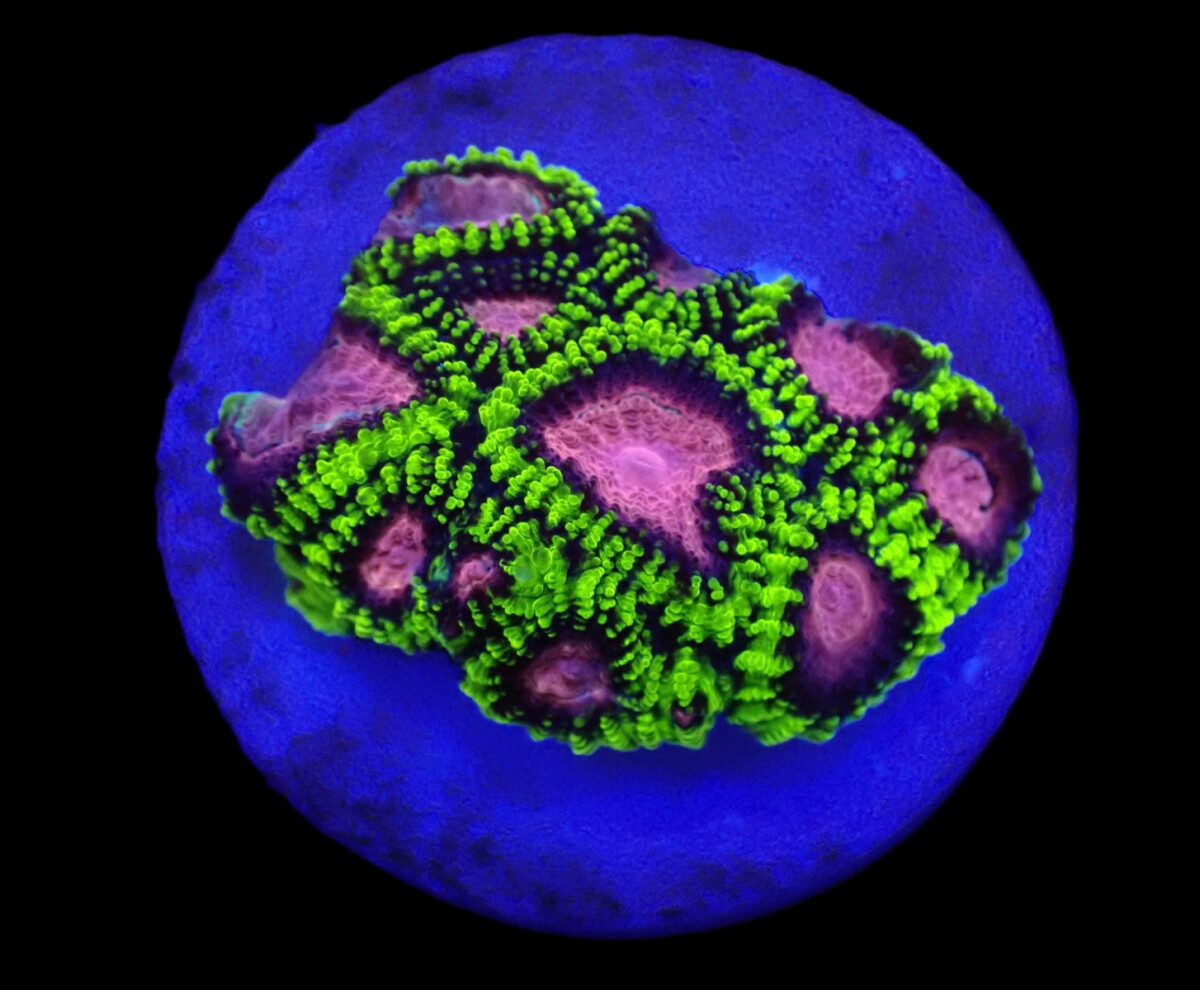 Favia sp. (WWC Space Monkey) (frag)