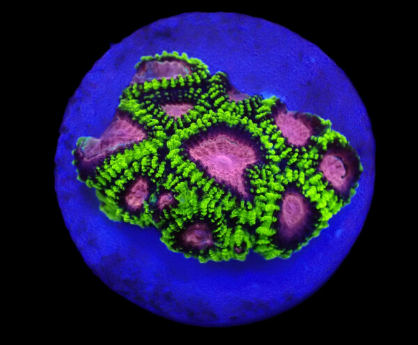 Favia sp. (WWC Space Monkey) (frag)