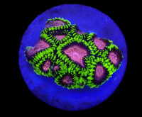 Favia sp. (WWC Space Monkey) (frag)