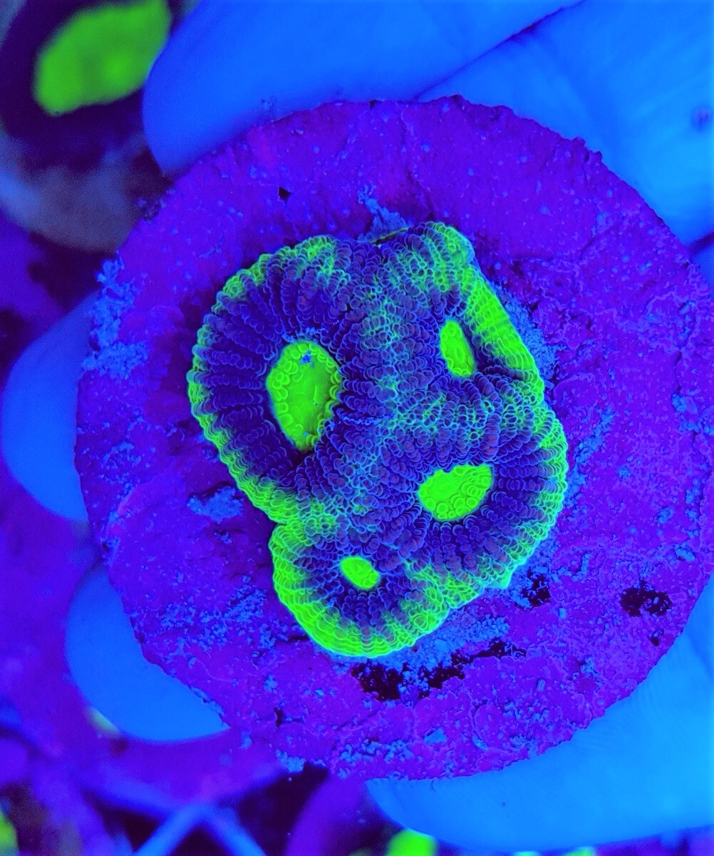 Favites complanata (frag)