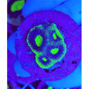 Favites complanata (frag)