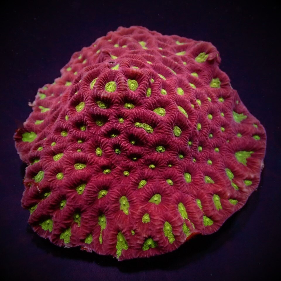 Favites spp. (Red) (Premium) (frag)