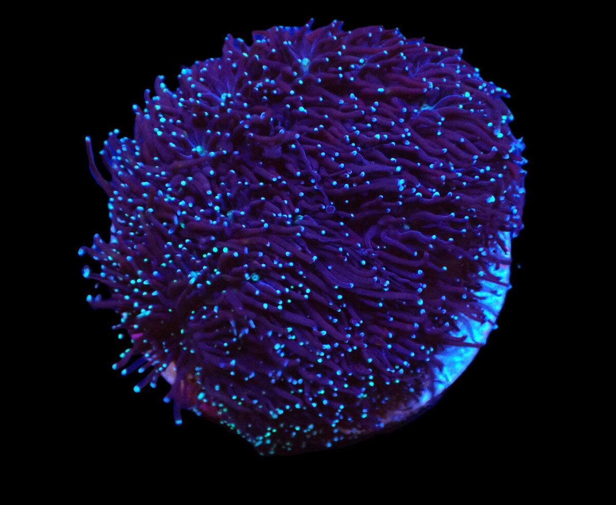 Galaxea spp. (frag)
