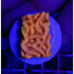 Leptoseris spp. (Ultra) (frag)
