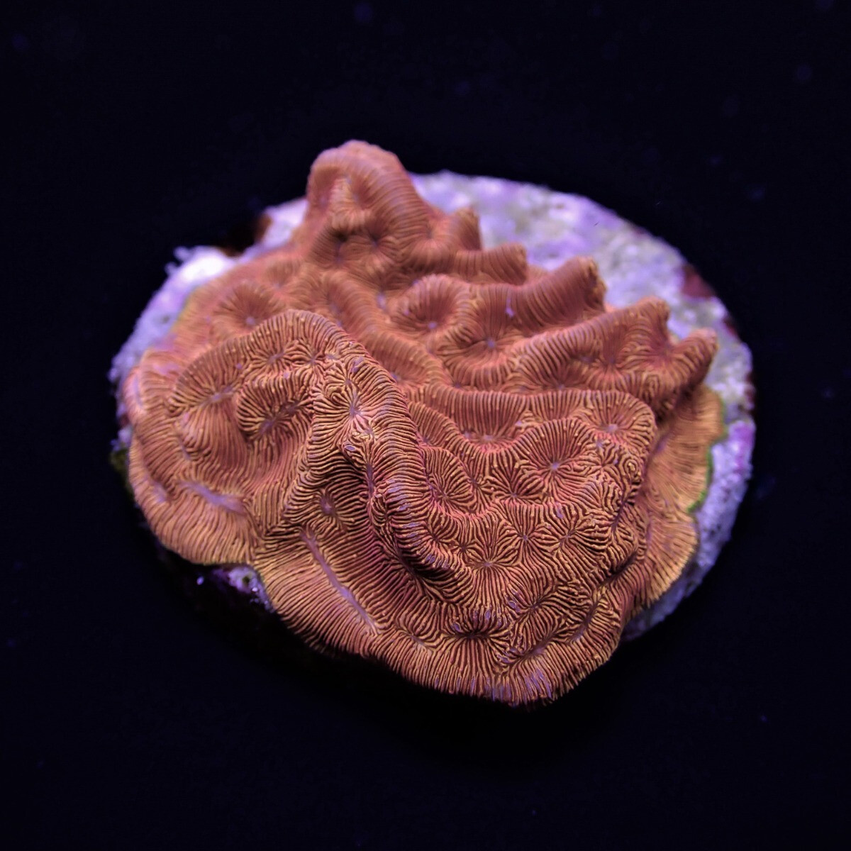 Leptoseris spp. (Premium) (frag)