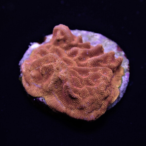 Leptoseris spp. (Premium) (frag)