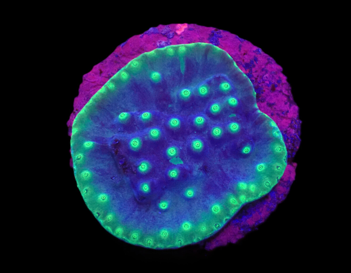 Turbinaria reniformis (LA Lakers) (frag)