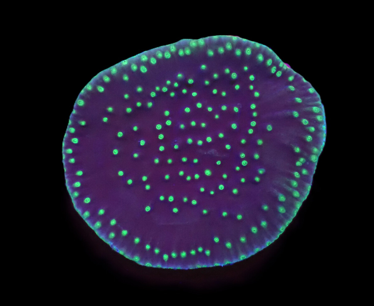 Turbinaria reniformis (Flying Saucer) (frag)