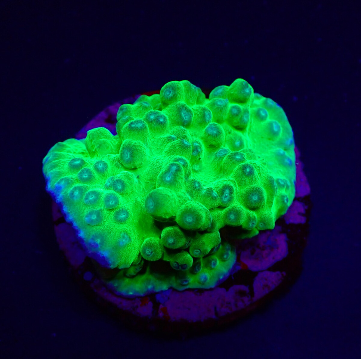 Turbinaria peltata (frag)