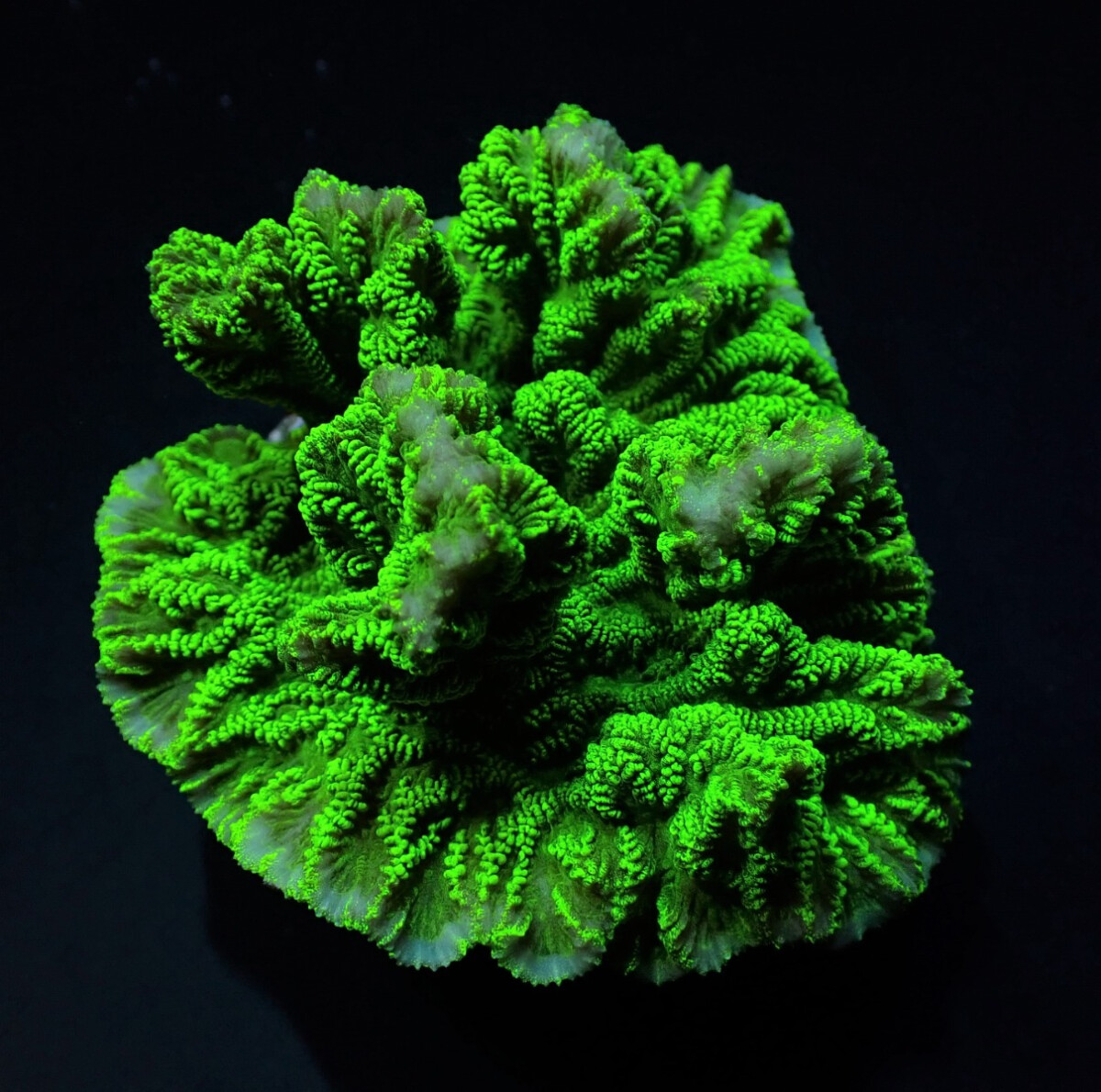 Merulina ampliata (Green) (frag)