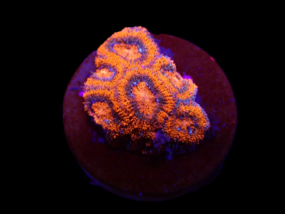 Micromussa amakusensis (Red Ultra) (frag)