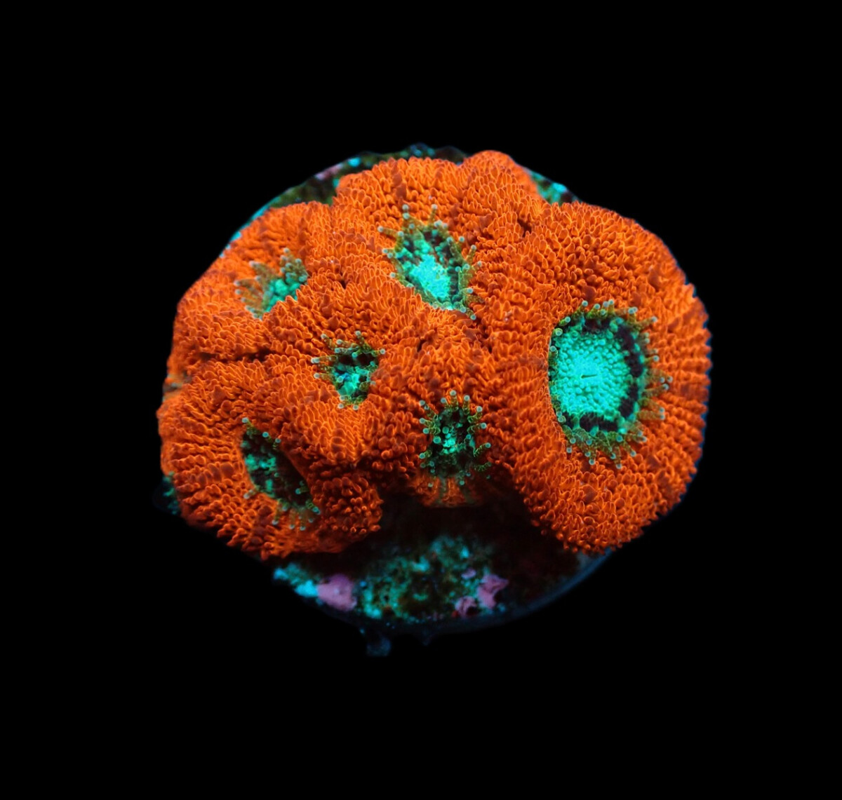 Micromussa spp. (frag) box