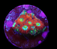 Micromussa amakusensis (Yellow Eye) (frag)