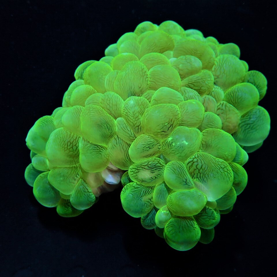 Plerogyra sinuosa (Green)