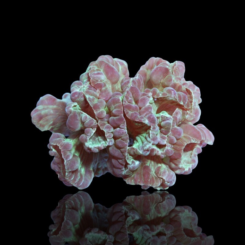 Plerogyra turbida