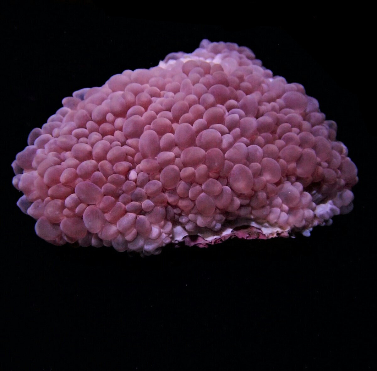 Plerogyra simplex