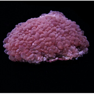 Plerogyra simplex