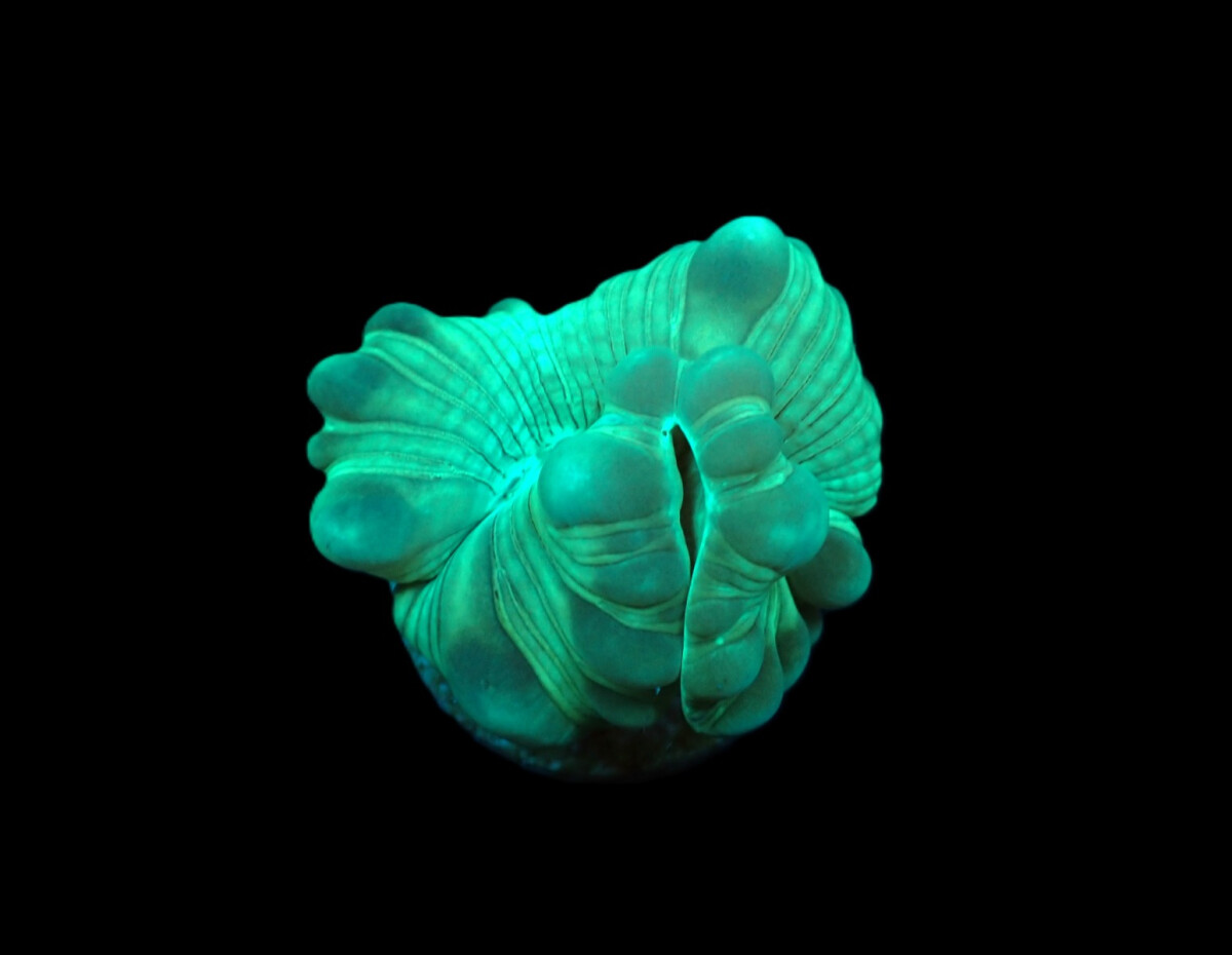 Plerogyra turbida (Frag)
