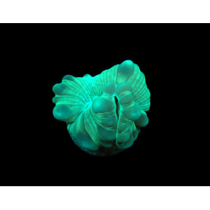 Plerogyra turbida (Frag)
