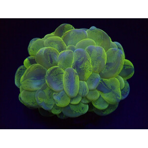 Plerogyra sinuosa (Splotched)