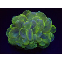 Plerogyra sinuosa (Splotched)
