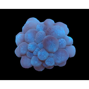 Plerogyra sinuosa ( frag )