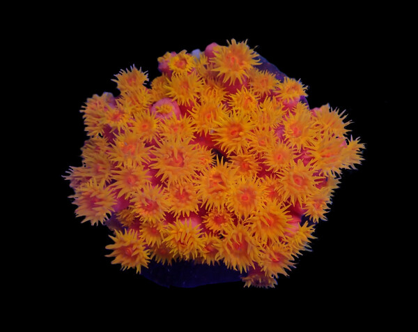 Tubastrea faulkneri (Orange)