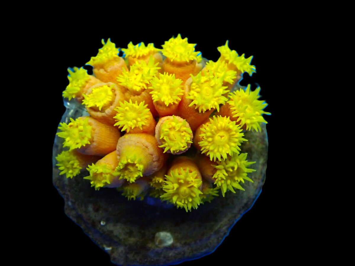 Tubastrea faulkneri (Yellow)