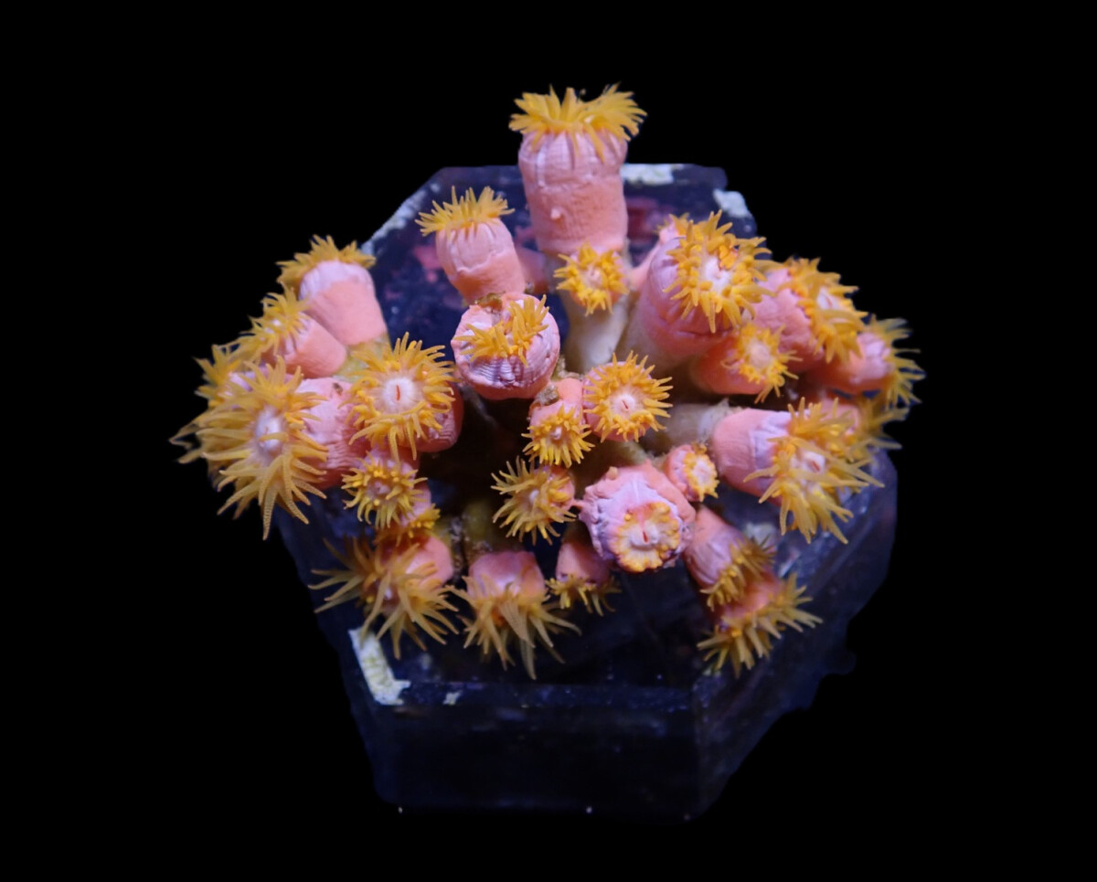 Dendrophyllia spp.
