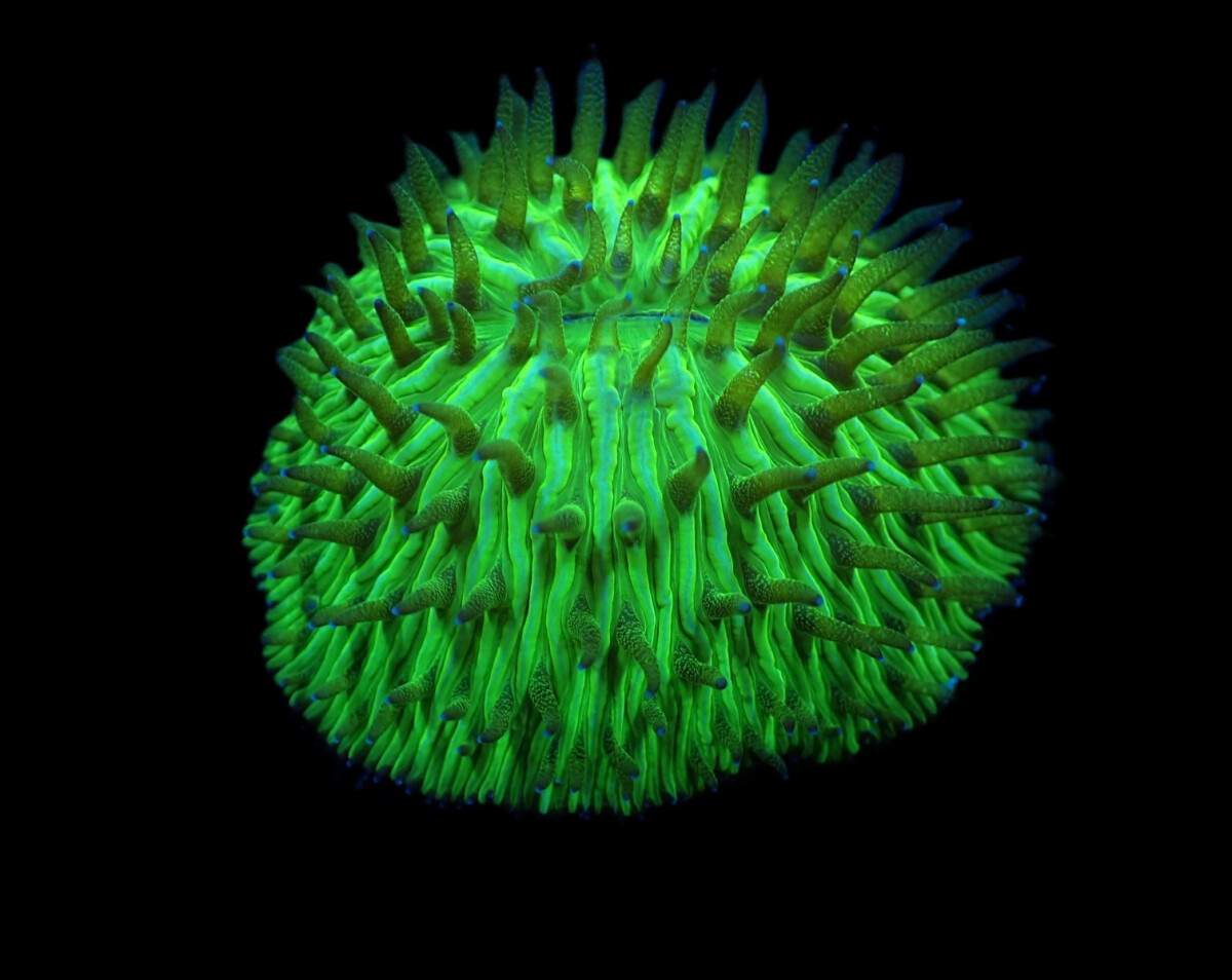 Cycloseris spp. (Green) box