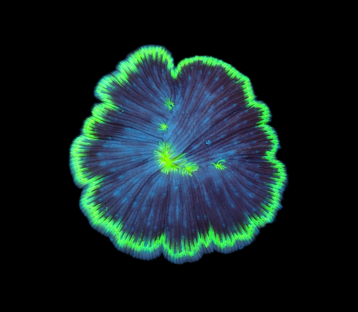 Cycloseris fragilis box