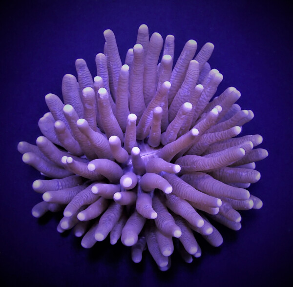Heliofungia actiniformis (Common)