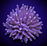 Heliofungia actiniformis (Common)