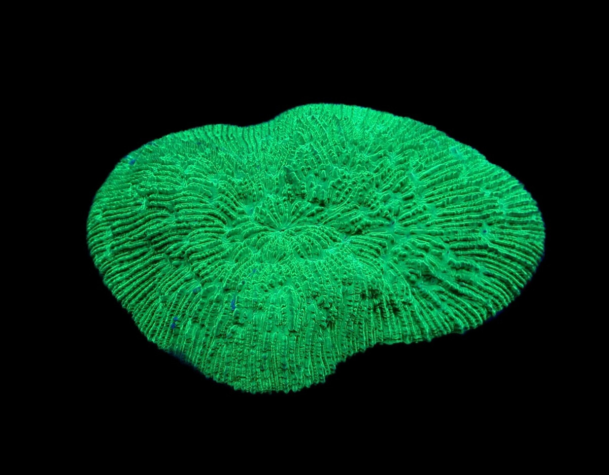 Herpolitha limax (Green)