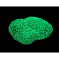 Herpolitha limax (Green)