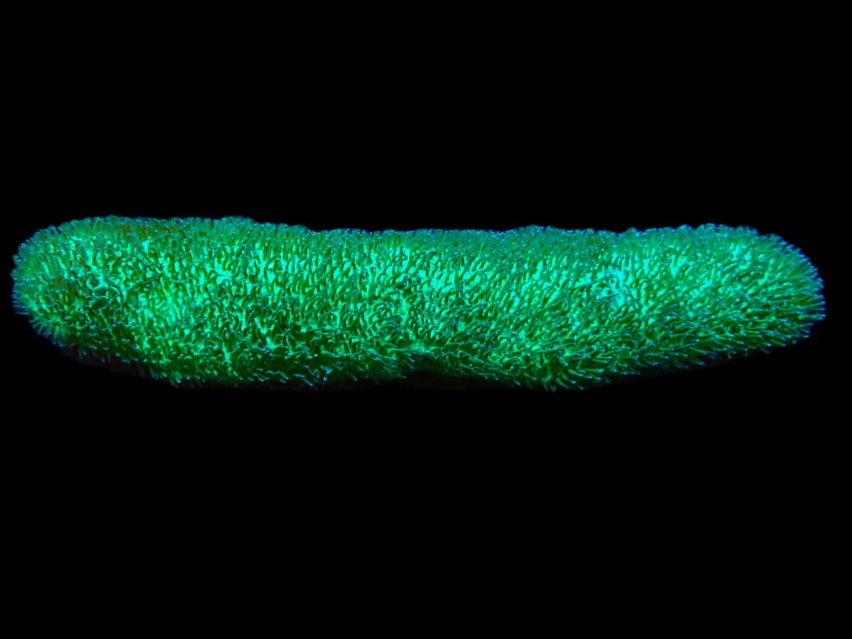 Polyphyllia talpina