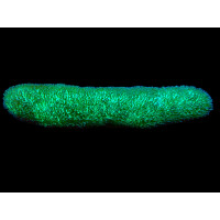 Polyphyllia talpina