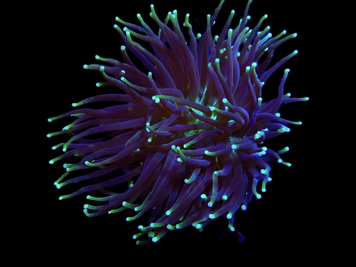 Heliofungia actiniformis (Two Tone)