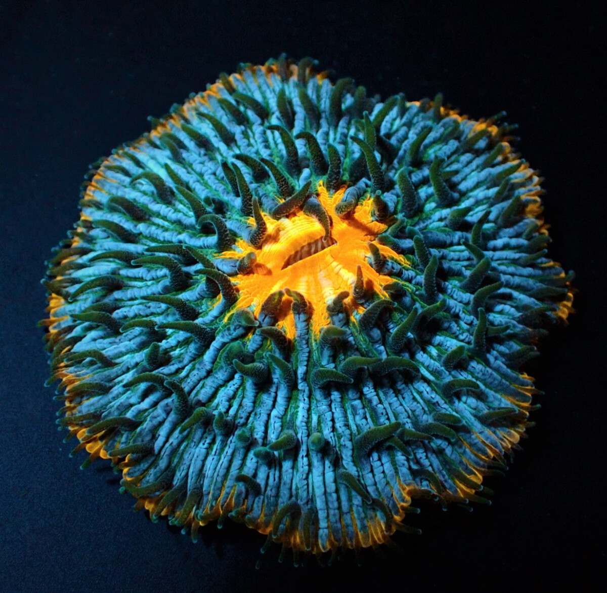 Cycloseris spp. (Premium) box