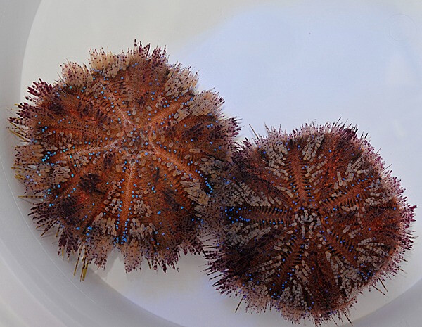 Asthenosoma varium - Feuerseeigel box